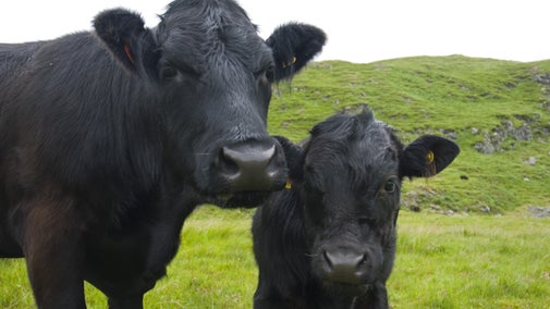 Welsh Black cattle in Snowdonia, Wales